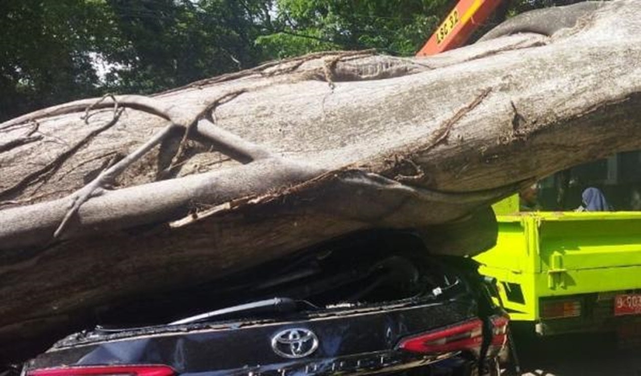 Pertanda Apa? Pohon Besar Tumbang Depan Rumah Prabowo Subianto Menimpa Mobil Fortuner Berwarna Hitam