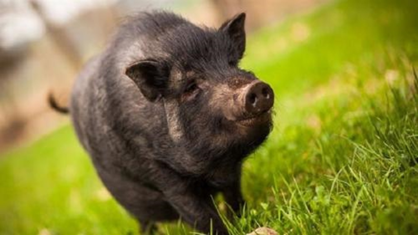 Ini Ciri-ciri Orang Yang Melakukan Pesugihan Babi Ngepet, Apa Saja? yuk, simak Sob!