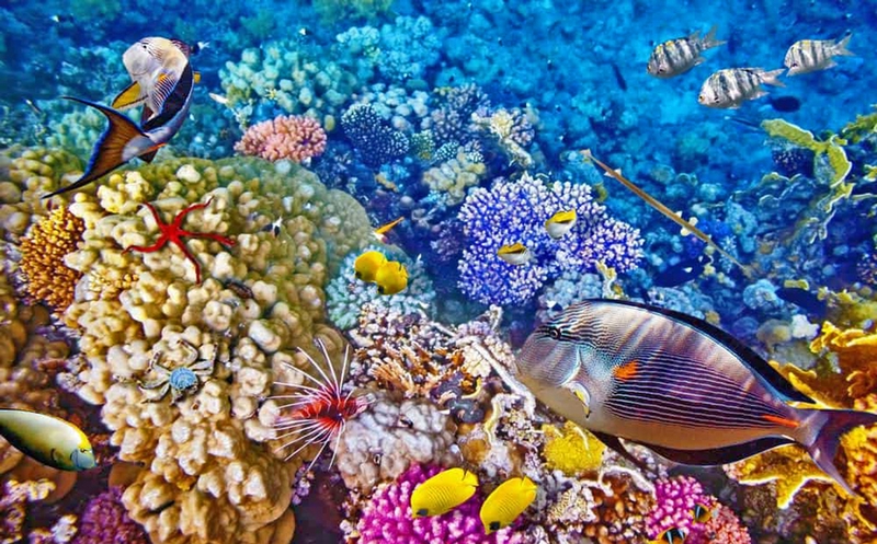 Destinasi Wisata Taman Laut Bunaken Manado, Mewakili Keindahan Surga Bawah Laut Indonesia