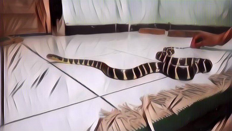 5 Cara Jitu Mengusir Ular Dalam Rumah Tanpa Harus Membunuh