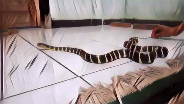 5 Cara Jitu Mengusir Ular Dalam Rumah Tanpa Harus Membunuh