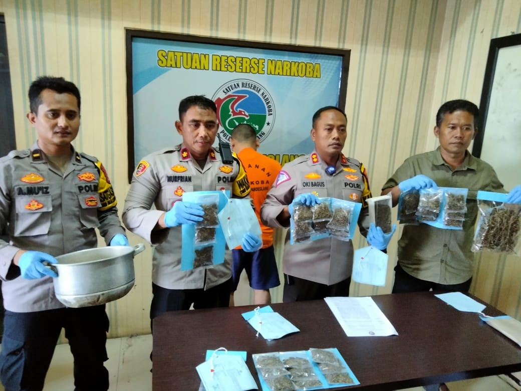 Bandar Dan Barbuk 500 Gram Ganja Berhasil Dibekuk Satres Narkoba Polres Pandeglang