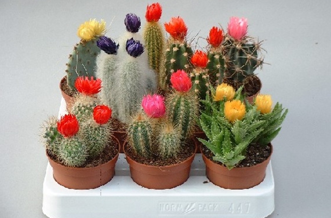 Omset Puluhan Juta Rupiah Hanya Dari Hobi Koleksi Kaktus Rumahan Hingga Memiliki Galeri