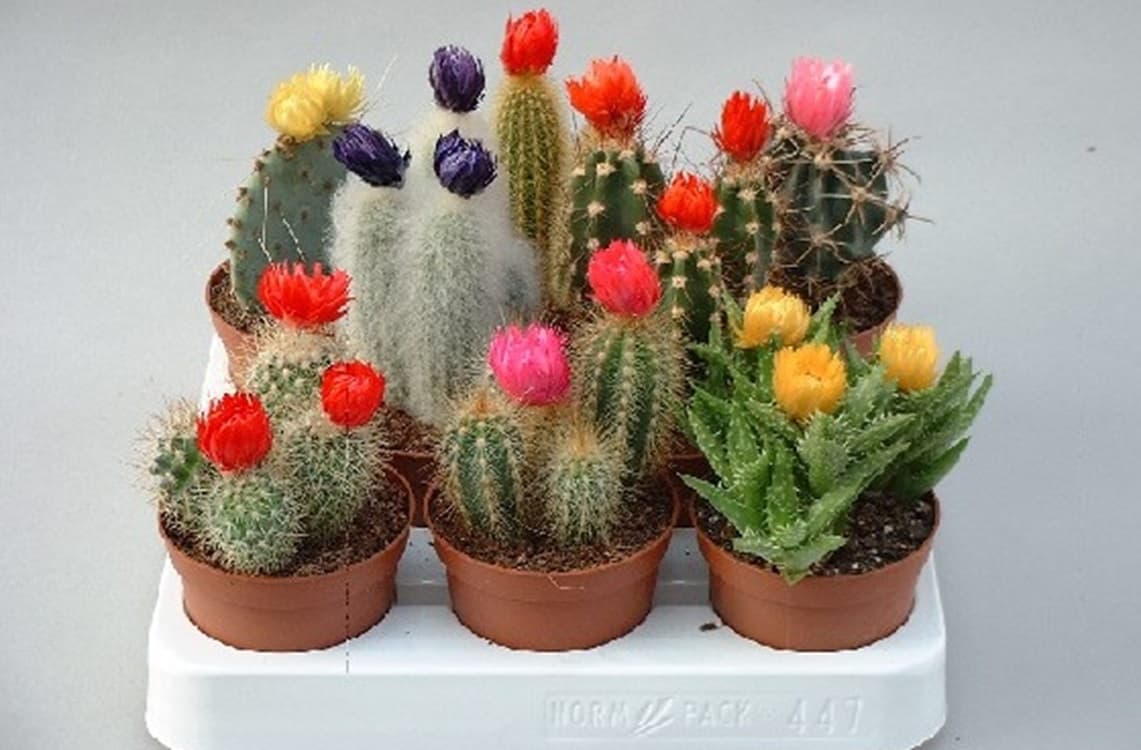 Omset Puluhan Juta Rupiah Hanya Dari Hobi Koleksi Kaktus Rumahan Hingga Memiliki Galeri