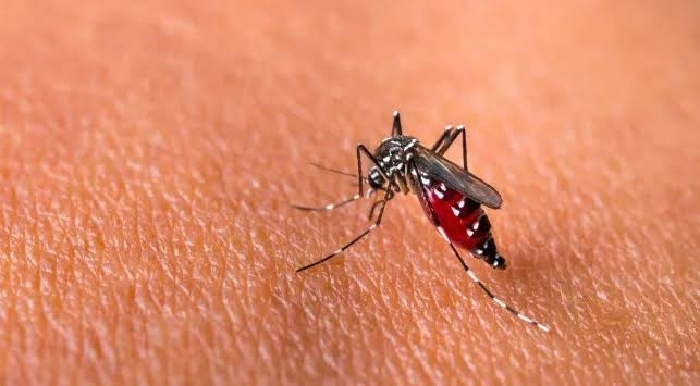 Waspada Terhadap Penyakit Demam Berdarah Dengue (DBD)