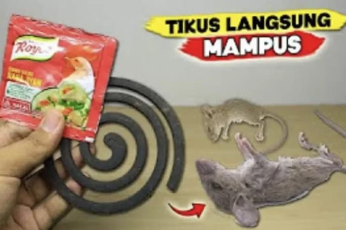 Ide Cerdas dan Kreatif: Stop Gunakan Racun! Cukup Dengan Royco dan Anti Nyamuk, Dijamin Tikus Langsung Mampus