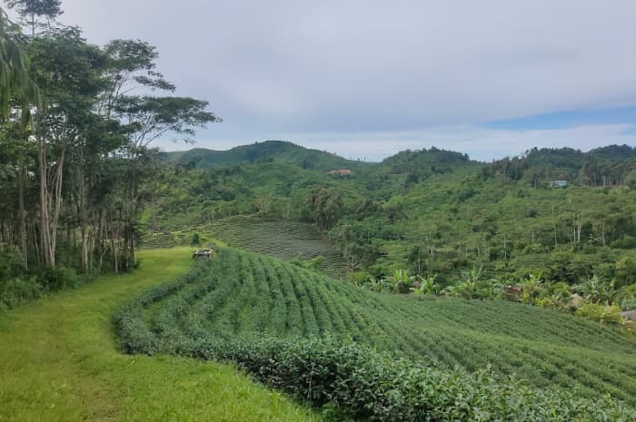 Kebun Teh Pangalengan Disulap Jadi Ladang Kentang, Ternyata Sosok Penting Ini Aktor Utamanya?