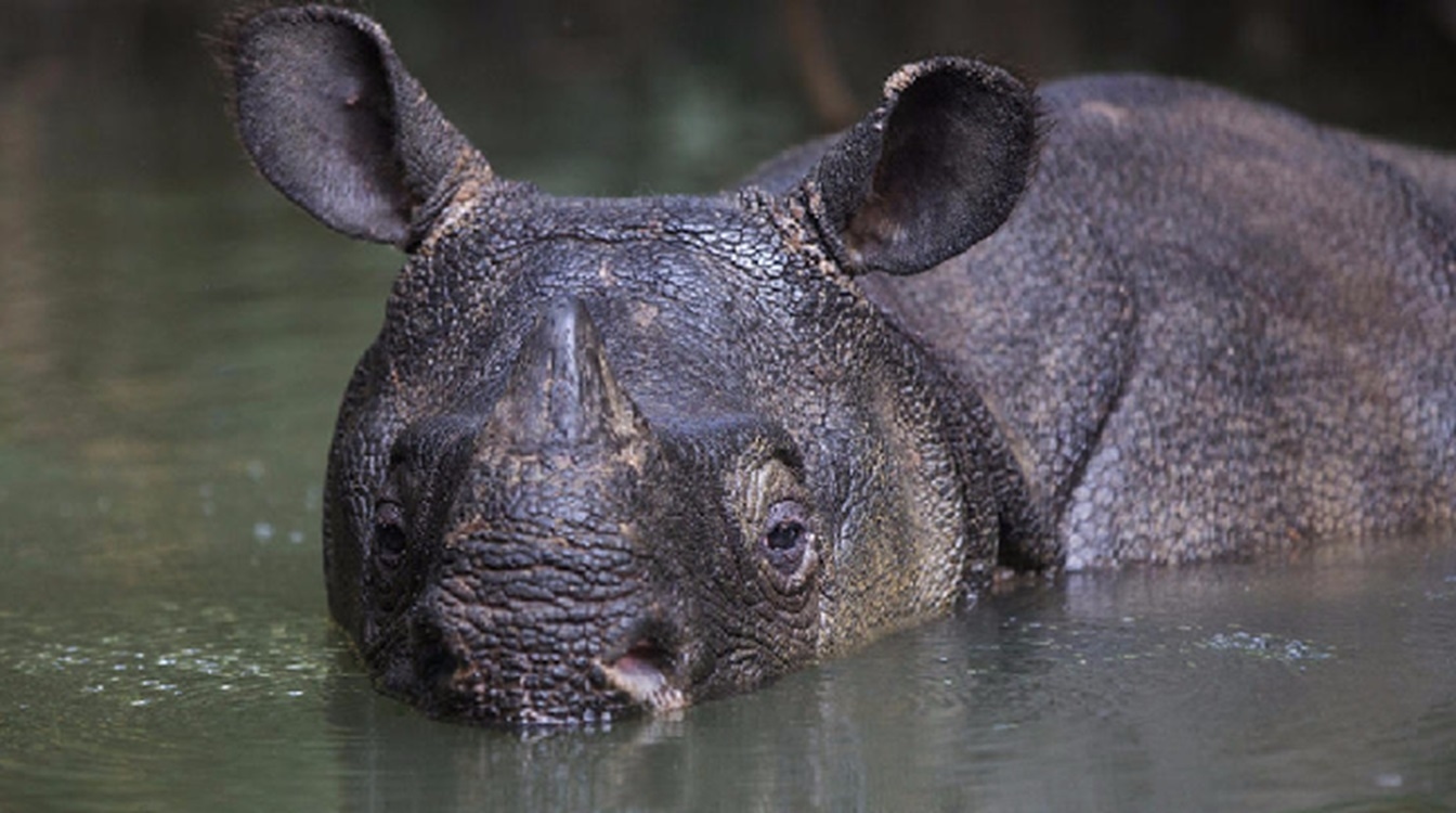 Warga Cimanggu Didakwa Setelah Jual Cula Badak Seharga 280 Juta