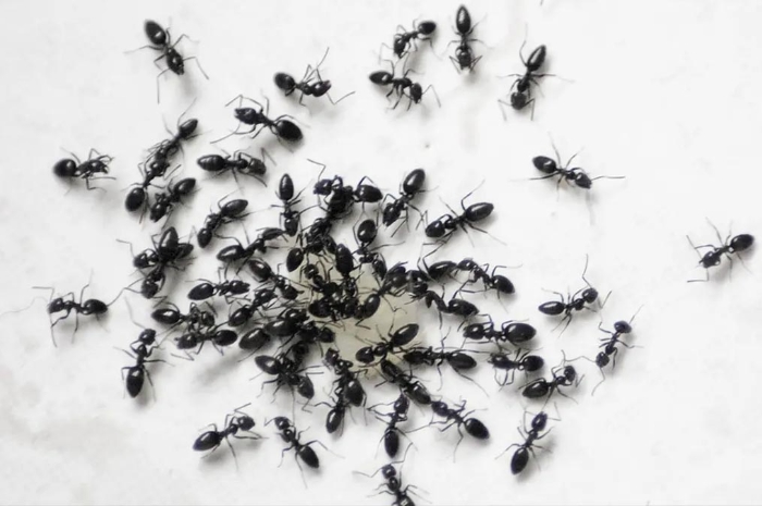 Benarkah Kehadiran Semut Pertanda Rezeki Sekaligus Peringatan? Begini Pandangan Islam dan Primbon Jawa