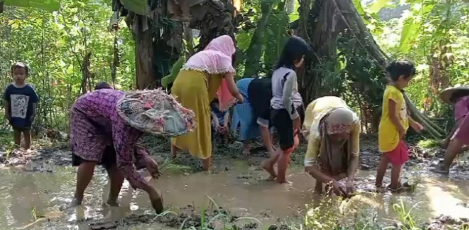 Protes Jalan Rusak, Puluhan Warga di Lebak Gelar Aksi Tanam Padi di Jalan