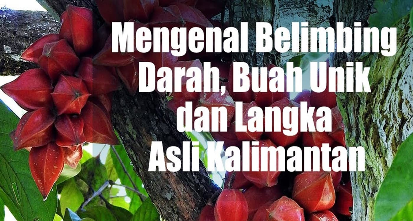 Seram Namanya, Belimbing Darah memiliki banyak Manfaat Bagi Kesehatan