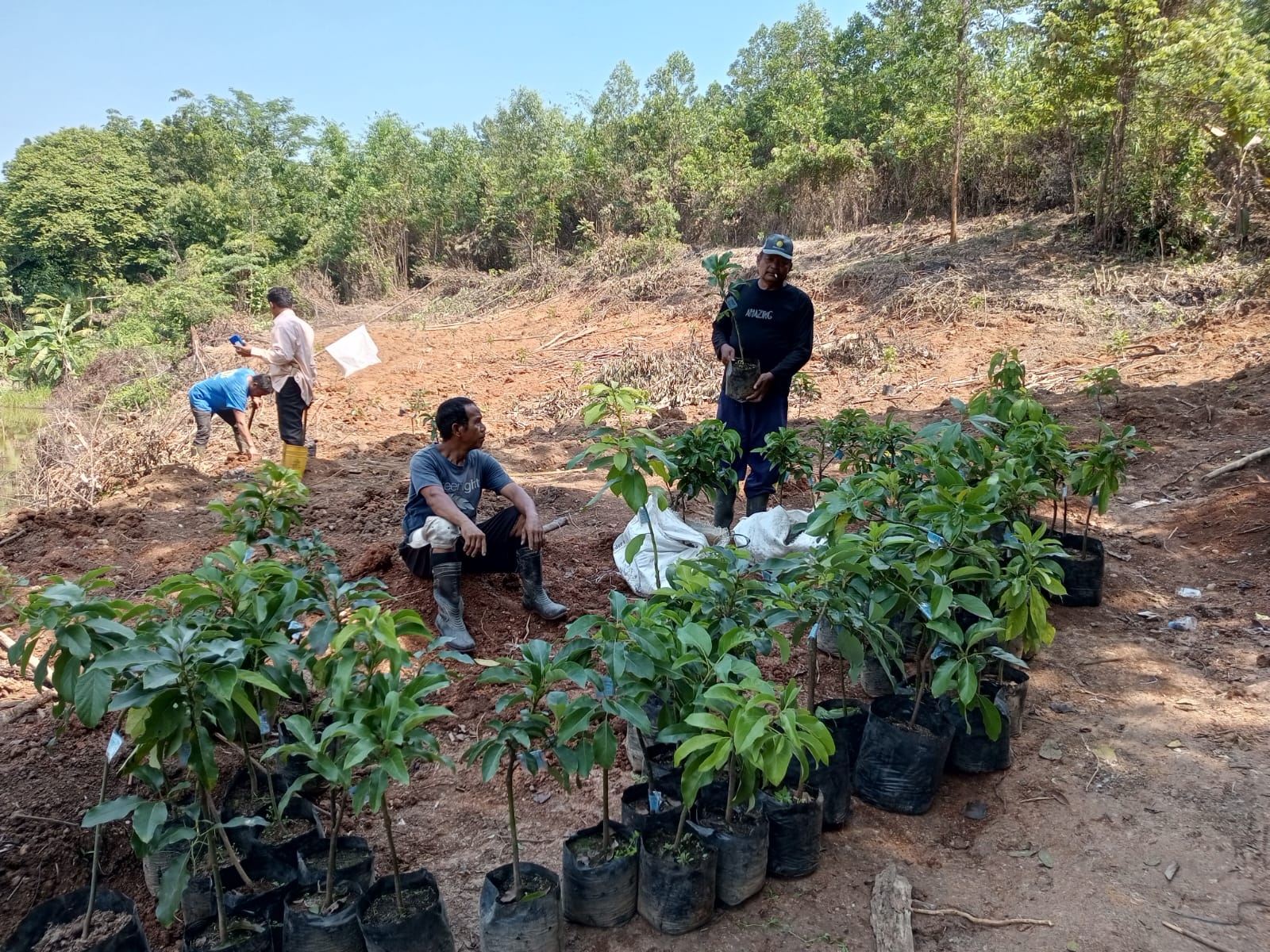Manfaatkan Lahan Tidur, Pemdes Kalanganyar Tanam Alpukat Jenis Aligator