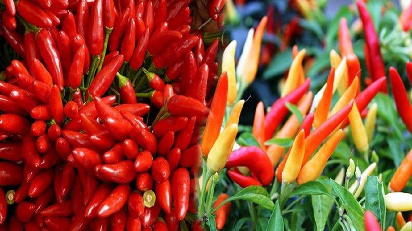 Ternyata Pupuk Minyak Goreng Bikin Tanaman Cabai Subur dan Berbuah Lebat