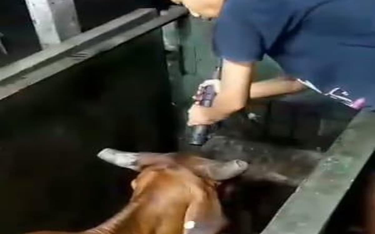 Umat Islam Dikagetkan RPH Surabaya, Menyembelih Sapi Dengan cara di Tembak, Akhirnya MUI Tuntut Penegakan Hukum!