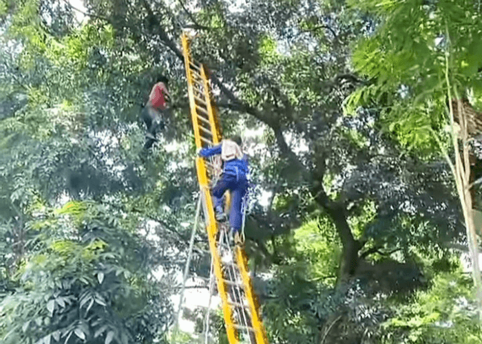 Pemuda di Ciledug Tangerang Ditemukan Tewas di Atas Pohon Mahoni