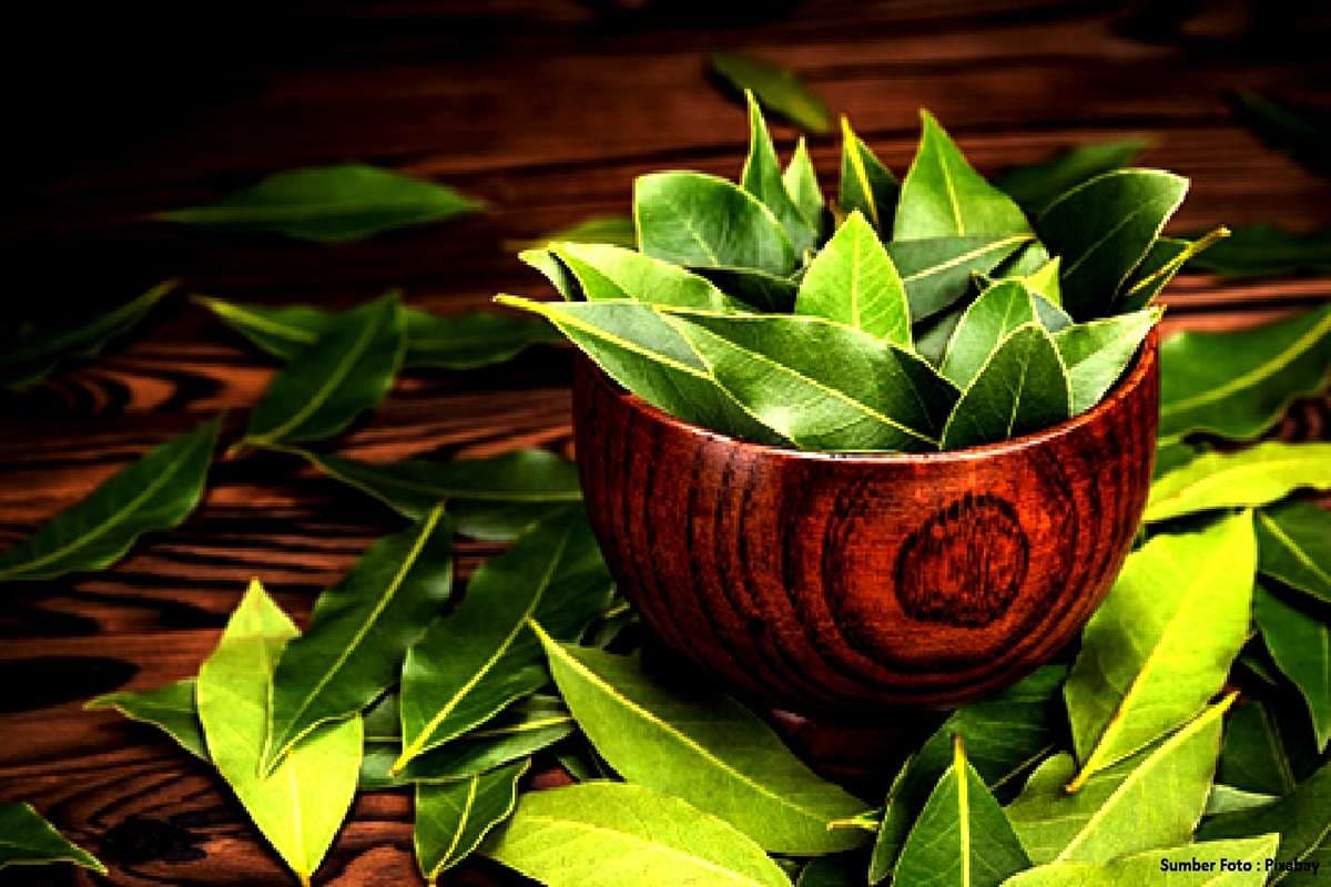 Terungkap Rahasia Khasiat Daun Salam: Ampuh untuk Kesehatan, Dan Cara Tepat Mengkonsumsinya!