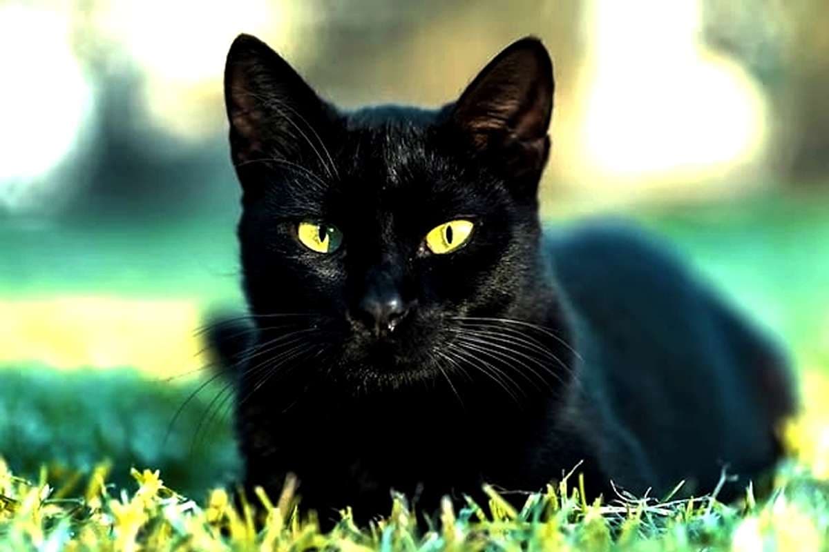 Wacana Pulau Kucing Dipertanyakan, DPRD DKI Nilai Berisiko Ganggu Ekosistem dan Bukan Solusi