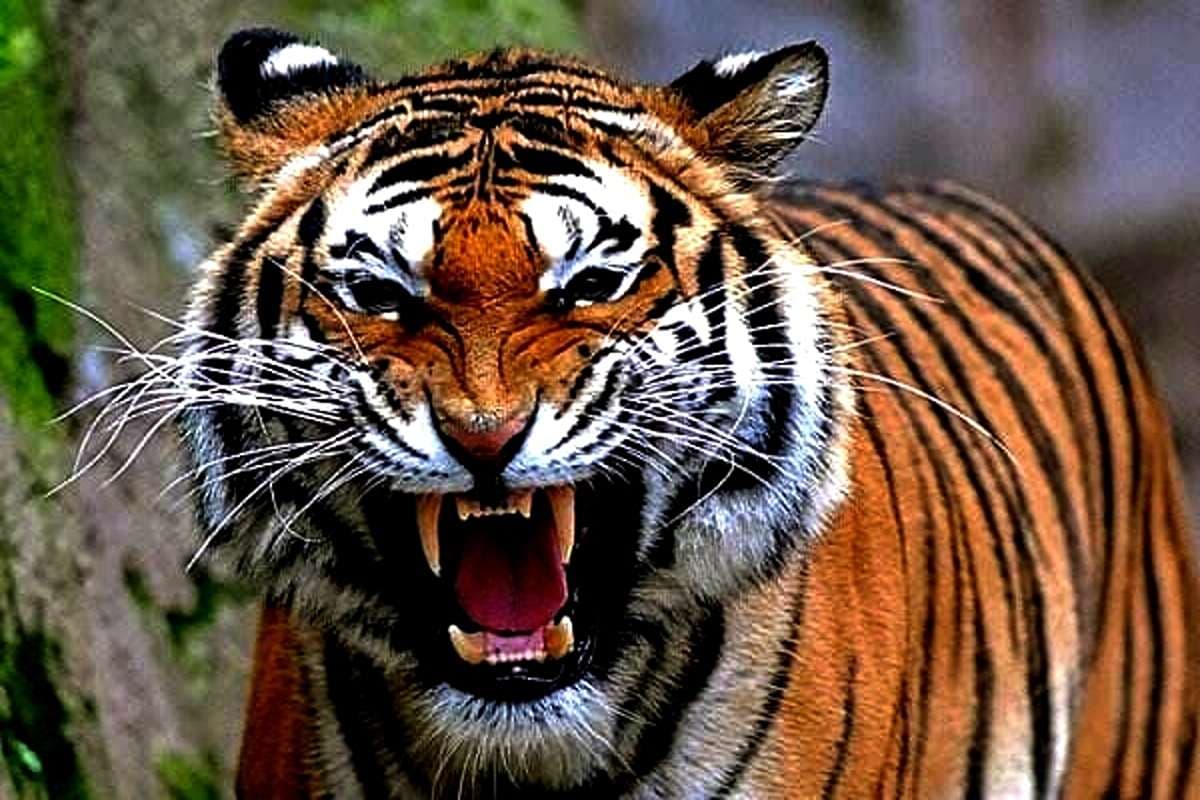 3 Fungsi Jimat Masih Digunakan di Zaman Modern, Oleh Pemiliknya Banyak Disalahgunakan Untuk Kejahatan