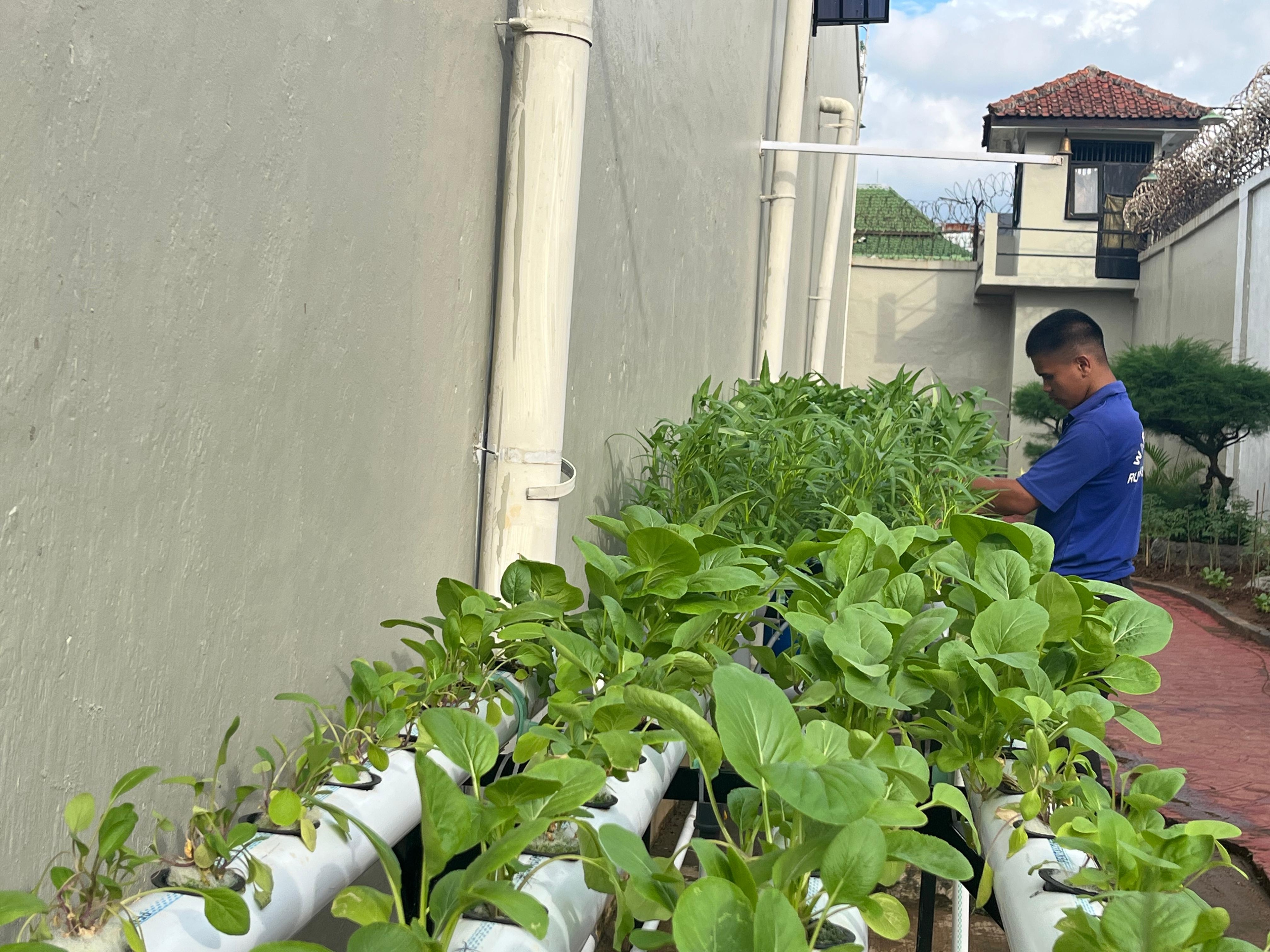 Rutan Kelas IIB Serang Manfaatkan Lahan Terbatas untuk Pertanian dan Budidaya Ikan