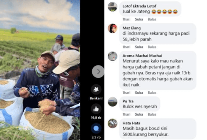 Beredar Video Keluhan Petani Asal Lampung Kecewa Soal Harga Gabah Anjlok di Bawah HPP