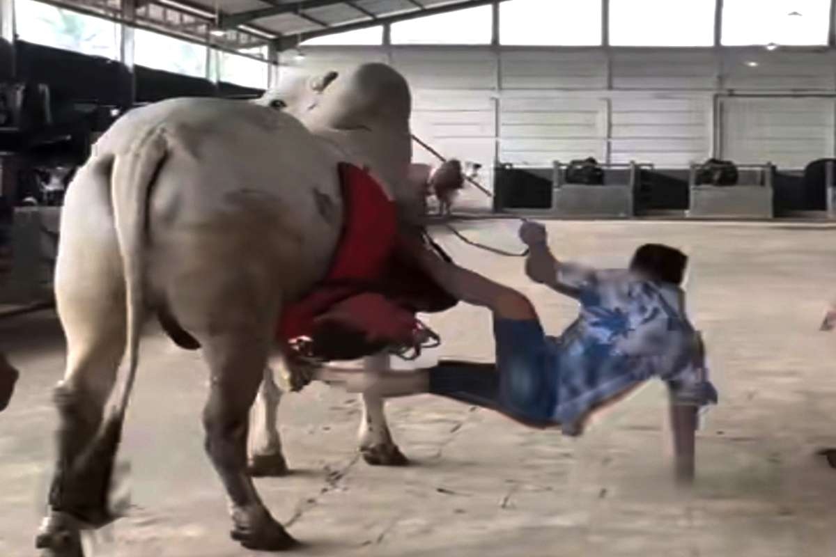 KEJUTAN!: Raffi Ahmad Ungkap Detik-Detik Mengerikan Saat Terjatuh dari Sapi Raksasa Berbobot 1 Ton !