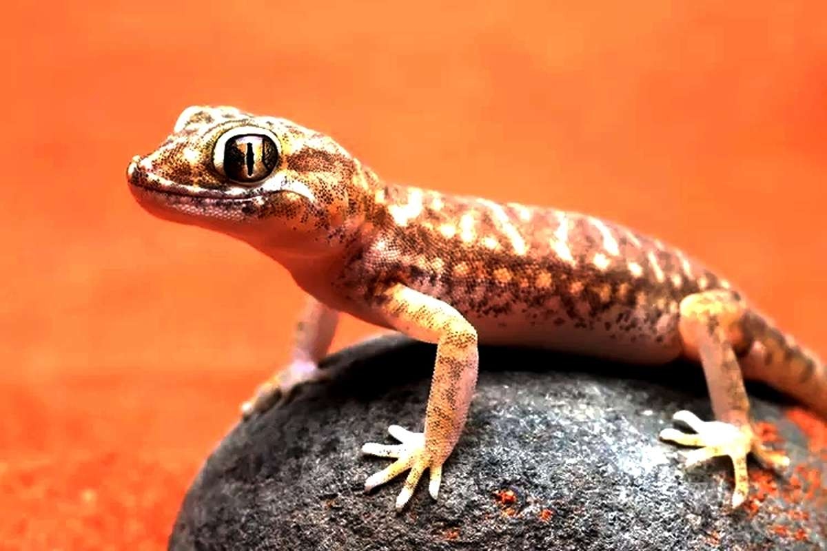 Jangan Anggap Remeh! Ini Alasan Mengejutkan Kenapa Kamu Harus Segera Usir Cicak dari Rumah