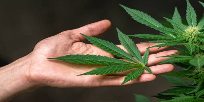 Operasi Hijau TNI, Ladang Ganja 4 Hektare Dimusnahkan di Perbukitan Aceh Utara