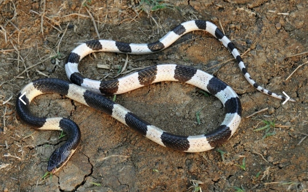 Bocah Digigit Ular Weling Meninggal Dunia Usai Jalani Perawatan Satu Bulan, Berikut Kronologinya