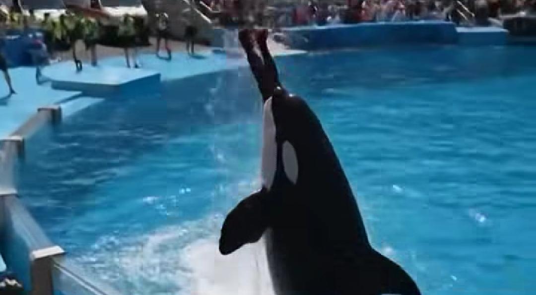 Paus Orca Dikabarkan Memakan Pelatihnya Bernama Jessica Radcliffe, Asli atau Hoaks?