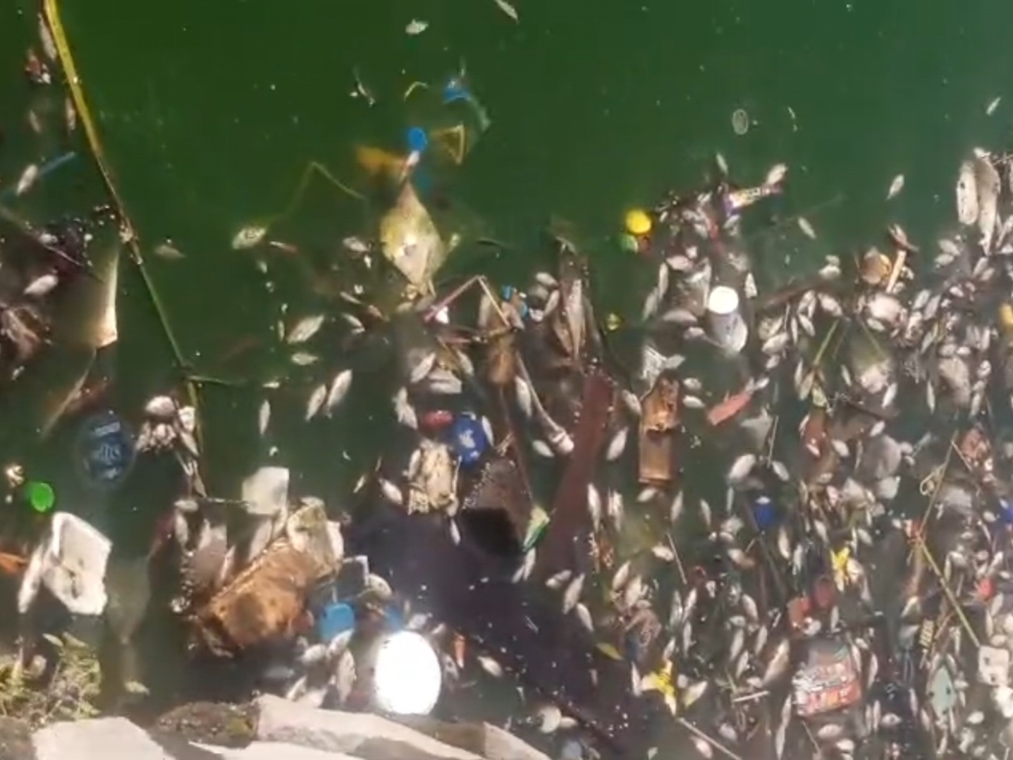 Warna Air Danau Situ Cangkring Berubah, Ribuan Ikan Mati, Warga Panik Dugaan Limbah Industri