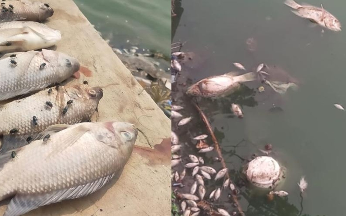 Hasil Uji Lab Ungkap Indikasi Pencemaran Air di Situ Cangkring, DLH Tangsel Telusuri 5 Perusahaan