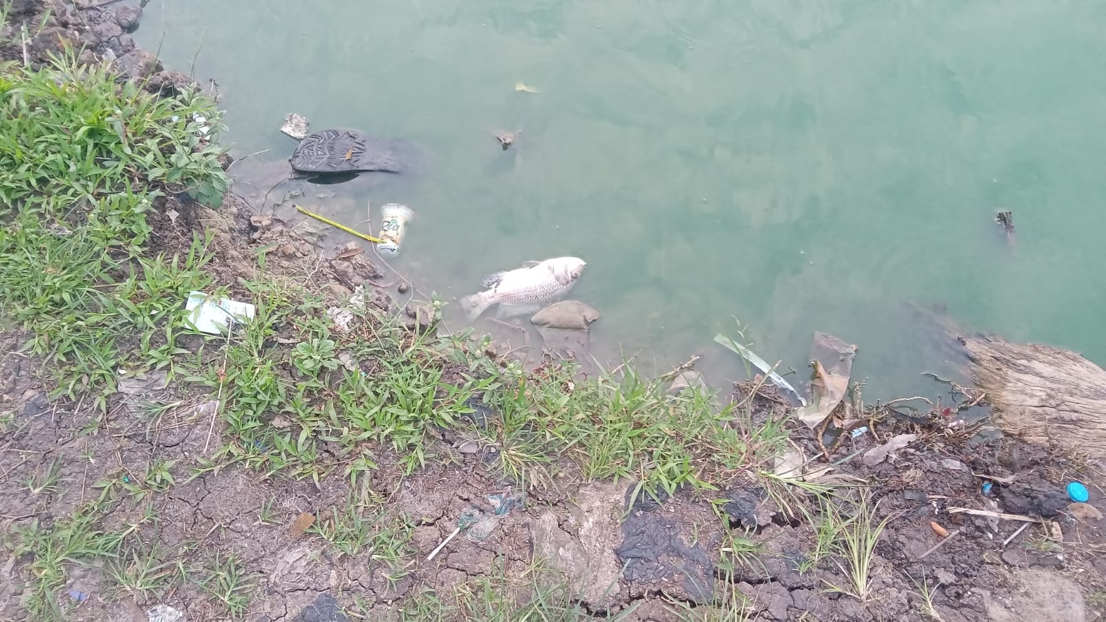 Warga Desak DLH Kota Tangerang Transparan Soal Pencemaran Situ Cangkring