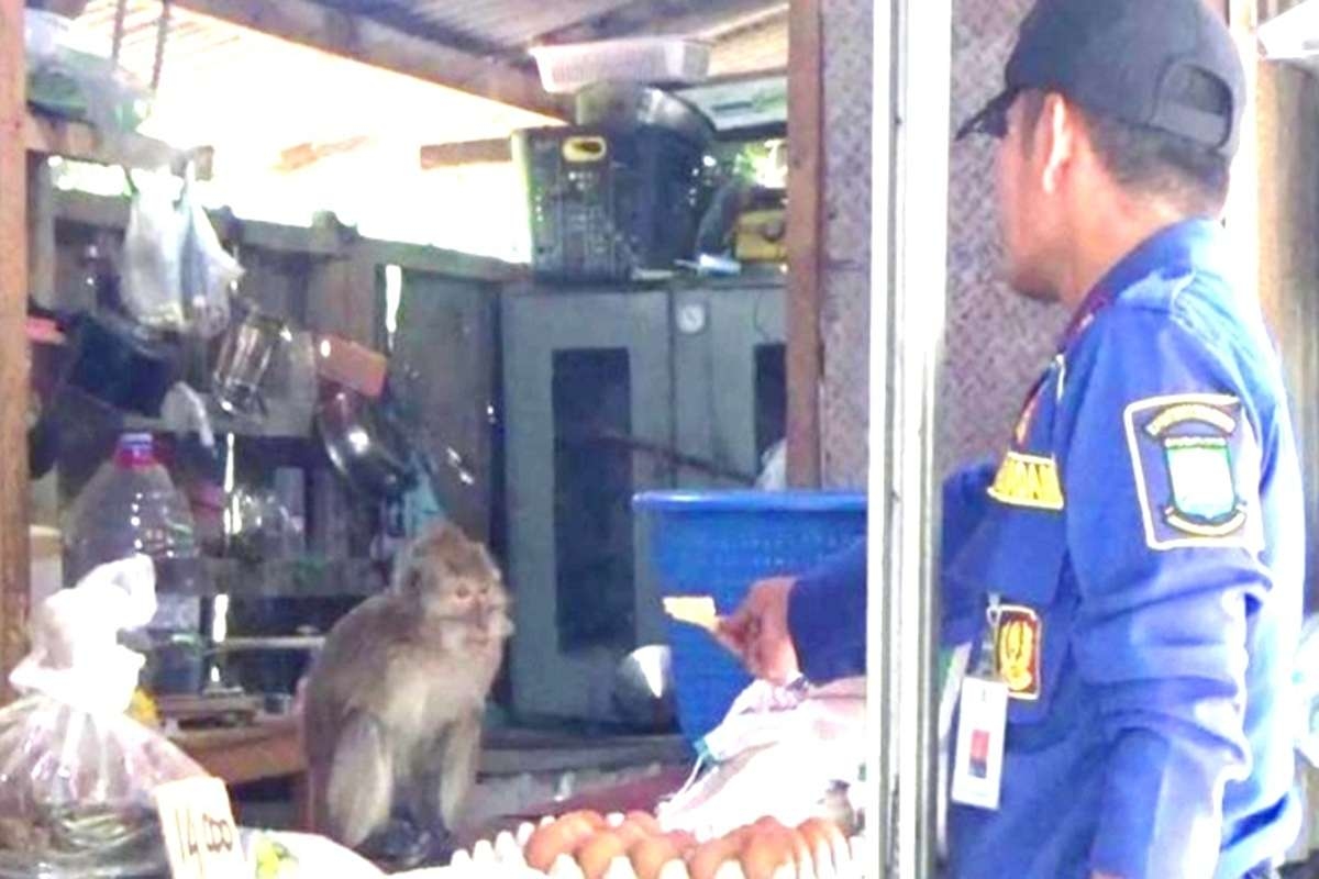Monyet Liar Ngamuk Acak-acak Warung Sembako, Warga Cibodas Tangerang Panik dan Nyaris Jadi Korban!