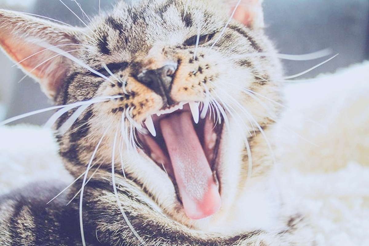 AWAS, Kenali! Kucing Kesayangan Anda Bisa Kena Rabies, Ini 7 Tanda Bahaya Mematikan