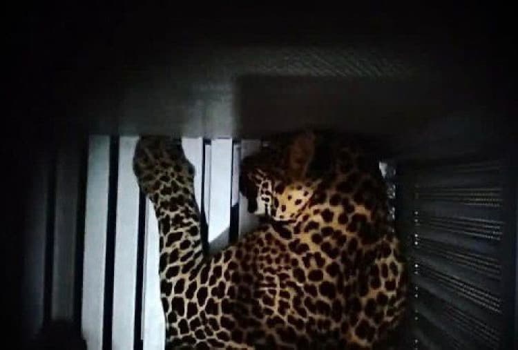 Heboh! Macan Tutul Masuk Hotel Bandung diduga Eksplorasi Habitat Baru, BBKSDA Jabar Buka Suara