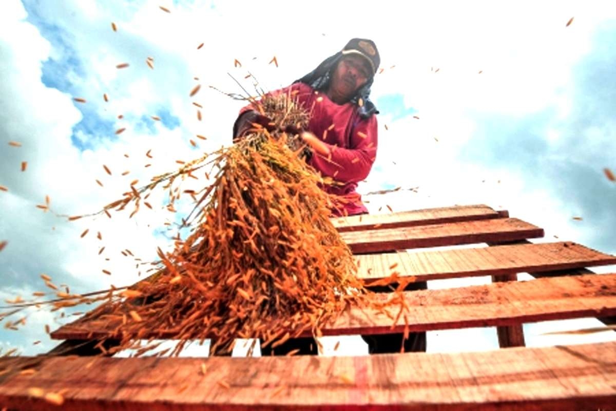 JANGAN KAGET! RI Stop Impor Beras 3 Bulan ke Depan, Mentan Umumkan Sinyal Kuat Swasembada Lebih Cepat dari Target Prabowo