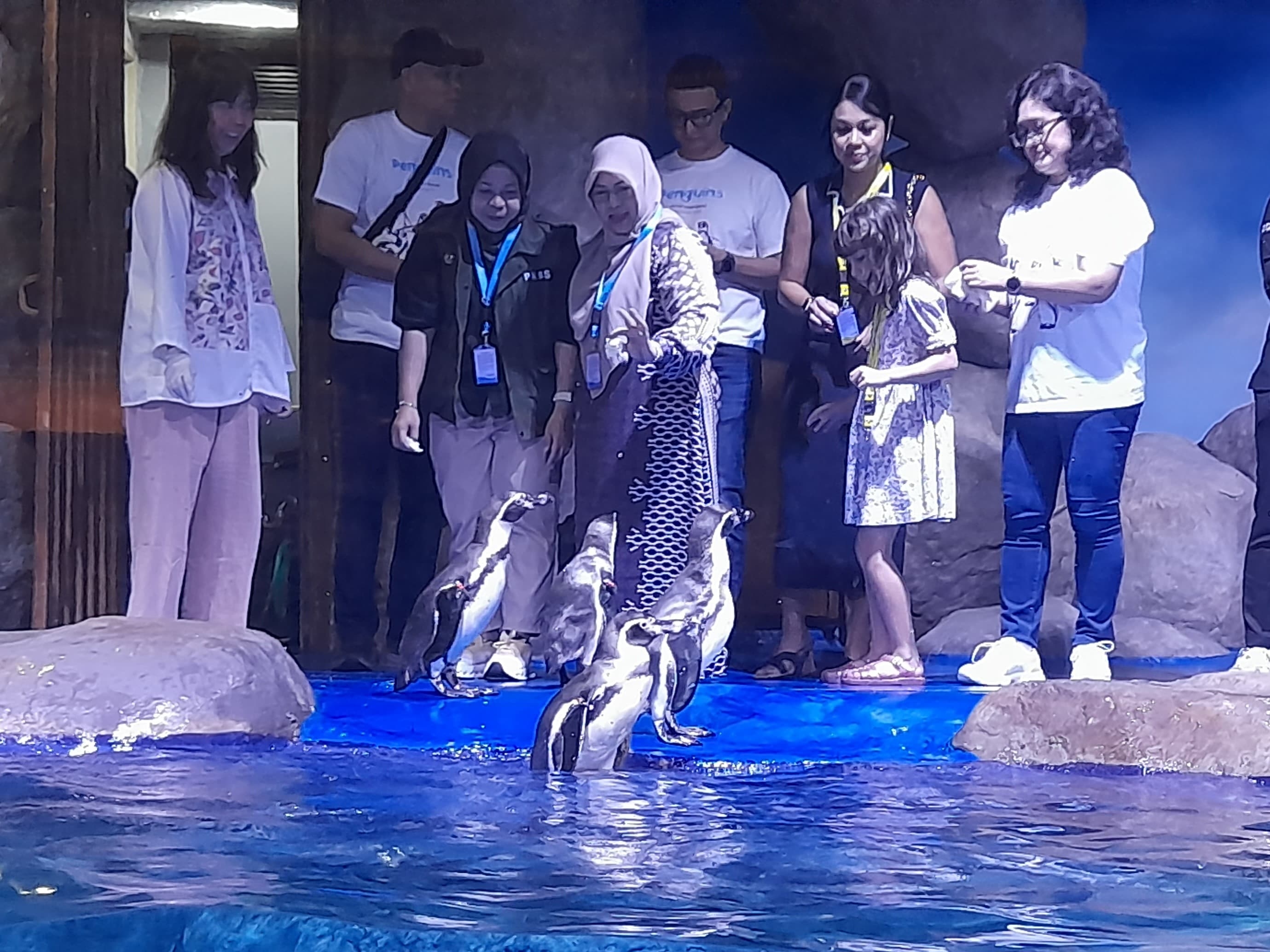 Sensasi Menjelajahi Habitat Penguin Humboldt di BXSea Bintaro