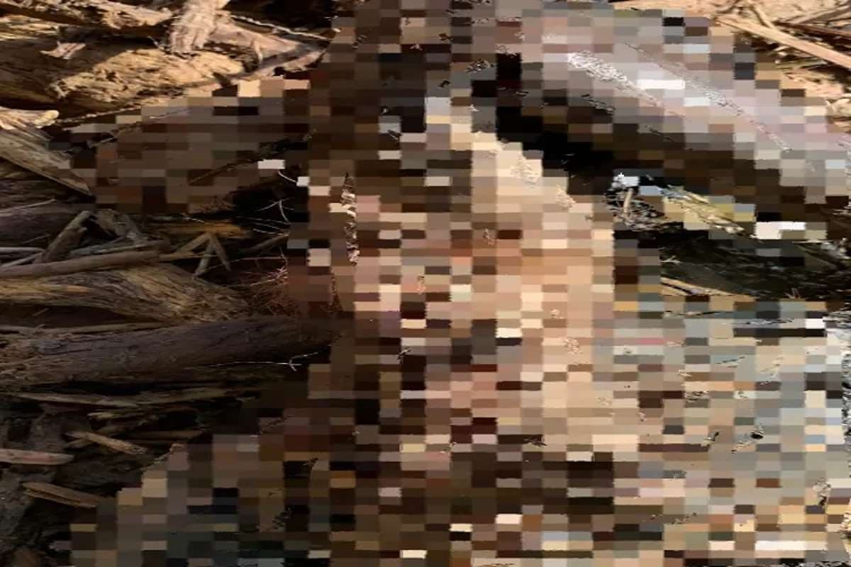 Tragedi Ekologis! Orangutan Tapanuli, Spesies Paling Langka di Dunia, Ditemukan Membusuk di Lokasi Banjir Tapanuli